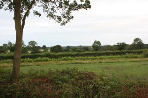 photograph of farmland, trees and hedges